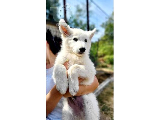 Μακρυμάλλης Swiss Shepherd, αρσενικά κουτάβια